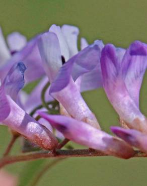 Fotografia 6 da espécie Vicia tetrasperma no Jardim Botânico UTAD