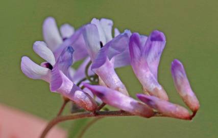 Fotografia da espécie Vicia tetrasperma