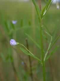 Fotografia da espécie Vicia tetrasperma