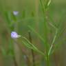 Fotografia 1 da espécie Vicia tetrasperma do Jardim Botânico UTAD