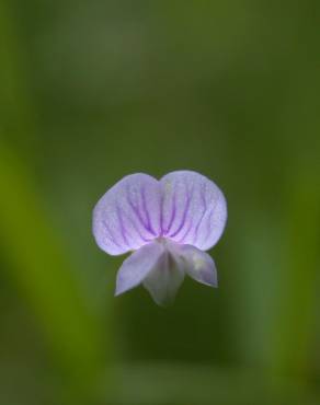 Fotografia 7 da espécie Vicia tetrasperma no Jardim Botânico UTAD