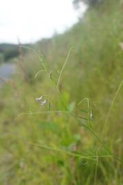 Fotografia da espécie Vicia tetrasperma