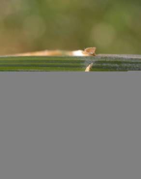 Fotografia 3 da espécie Triticum aestivum no Jardim Botânico UTAD