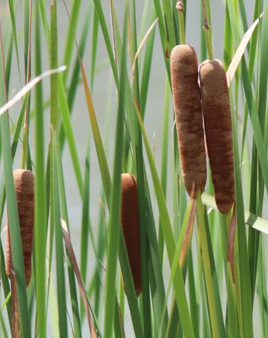 Fotografia de capa Typha angustifolia - do Jardim Botânico