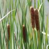 Fotografia 1 da espécie Typha angustifolia do Jardim Botânico UTAD