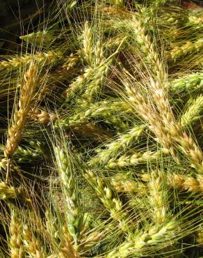 Fotografia 4 da espécie Triticum aestivum no Jardim Botânico UTAD