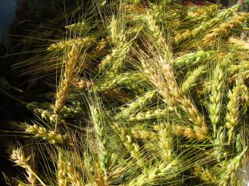 Fotografia da espécie Triticum aestivum