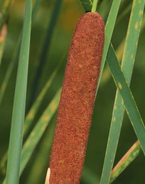 Fotografia 5 da espécie Typha angustifolia no Jardim Botânico UTAD