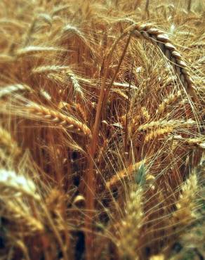 Fotografia 1 da espécie Triticum aestivum no Jardim Botânico UTAD