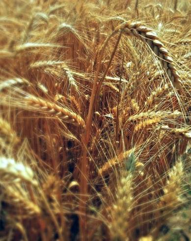 Fotografia de capa Triticum aestivum - do Jardim Botânico