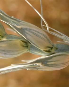 Fotografia 5 da espécie Triticum aestivum no Jardim Botânico UTAD