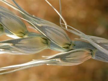 Fotografia da espécie Triticum aestivum