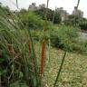 Fotografia 7 da espécie Typha angustifolia do Jardim Botânico UTAD