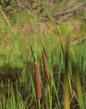 Fotografia 8 da espécie Typha angustifolia no Jardim Botânico UTAD