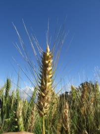 Fotografia da espécie Triticum aestivum