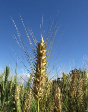 Fotografia 7 da espécie Triticum aestivum no Jardim Botânico UTAD