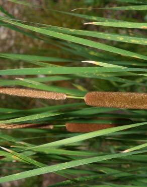 Fotografia 9 da espécie Typha angustifolia no Jardim Botânico UTAD