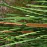 Fotografia 9 da espécie Typha angustifolia do Jardim Botânico UTAD