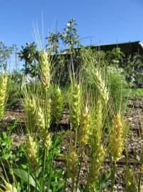 Fotografia da espécie Triticum aestivum