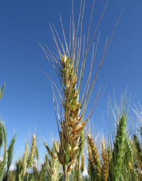 Fotografia 9 da espécie Triticum aestivum no Jardim Botânico UTAD