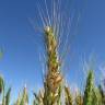 Fotografia 9 da espécie Triticum aestivum do Jardim Botânico UTAD