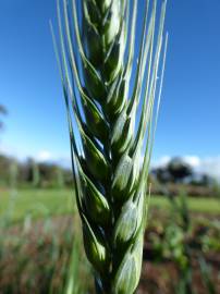 Fotografia da espécie Triticum aestivum