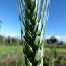 Fotografia 10 da espécie Triticum aestivum do Jardim Botânico UTAD