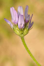 Fotografia da espécie Astragalus stella
