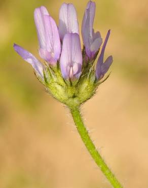 Fotografia 3 da espécie Astragalus stella no Jardim Botânico UTAD