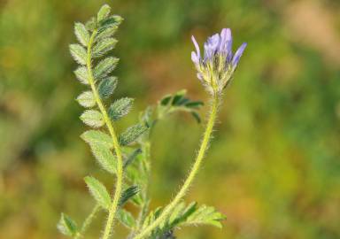 Fotografia da espécie Astragalus stella