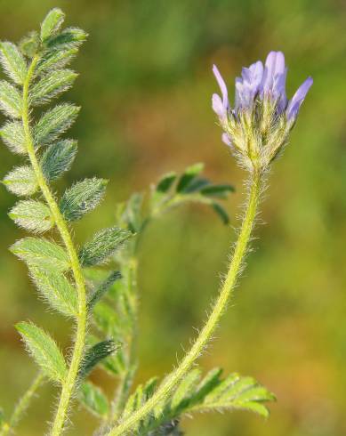 Fotografia de capa Astragalus stella - do Jardim Botânico