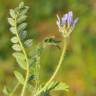 Fotografia 1 da espécie Astragalus stella do Jardim Botânico UTAD