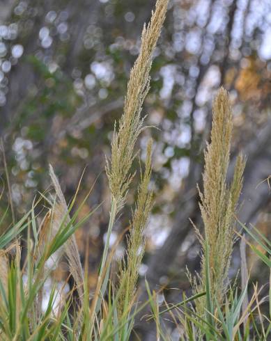 Fotografia de capa Arundo plinii - do Jardim Botânico