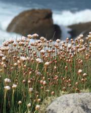 Fotografia da espécie Armeria pubigera