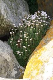 Fotografia da espécie Armeria pubigera