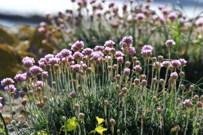 Fotografia da espécie Armeria pubigera