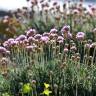 Fotografia 3 da espécie Armeria pubigera do Jardim Botânico UTAD