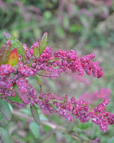 Fotografia de capa Chenopodium chenopodioides - do Jardim Botânico