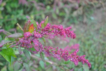 Fotografia da espécie Chenopodium chenopodioides