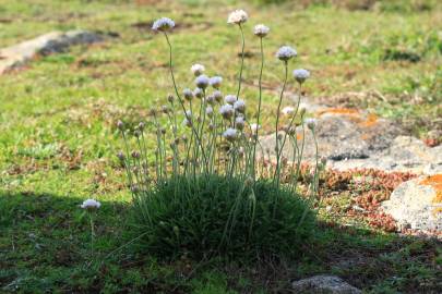 Fotografia da espécie Armeria pubigera
