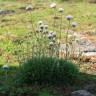 Fotografia 4 da espécie Armeria pubigera do Jardim Botânico UTAD