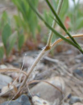 Fotografia 7 da espécie Bromus squarrosus no Jardim Botânico UTAD