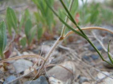 Fotografia da espécie Bromus squarrosus