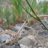 Fotografia 7 da espécie Bromus squarrosus do Jardim Botânico UTAD