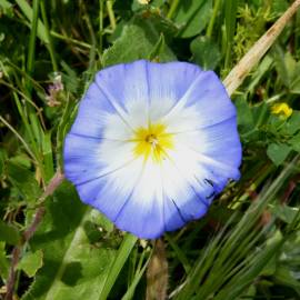 Fotografia da espécie Convolvulus meonanthus