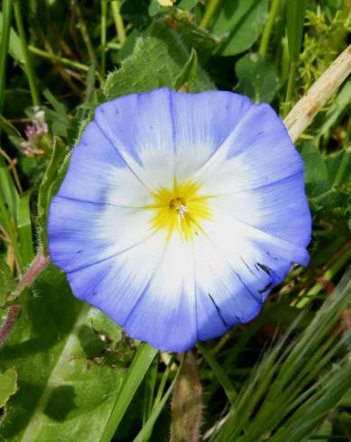 Fotografia de capa Convolvulus meonanthus - do Jardim Botânico