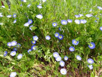 Fotografia da espécie Convolvulus meonanthus