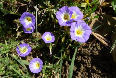 Fotografia da espécie Convolvulus meonanthus