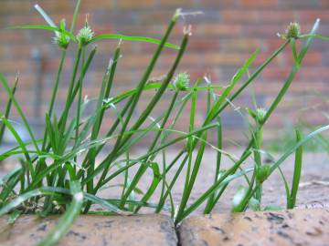 Fotografia da espécie Cyperus brevifolius