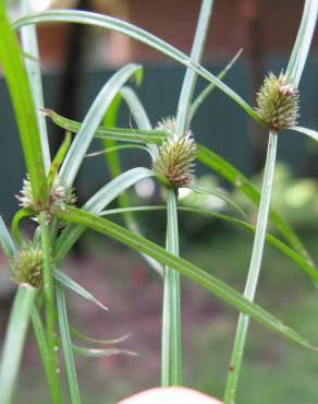 Fotografia 1 da espécie Cyperus brevifolius no Jardim Botânico UTAD